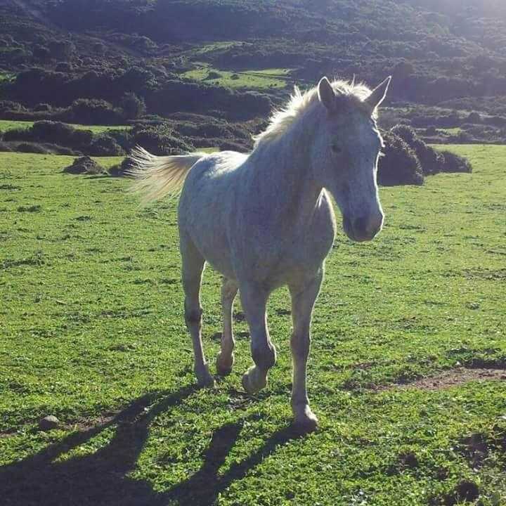 Eucaliptus Farm Retreat Vendégház Santa Teresa Gallura Kültér fotó