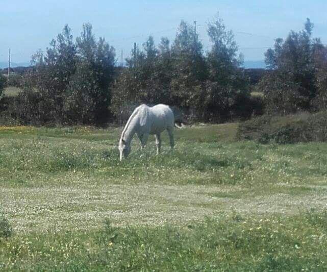 Eucaliptus Farm Retreat Vendégház Santa Teresa Gallura Kültér fotó
